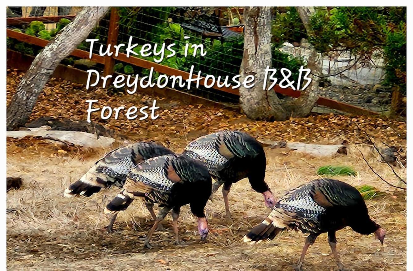 Dreydon House Bed And Breakfast 캠브리아 외부 사진